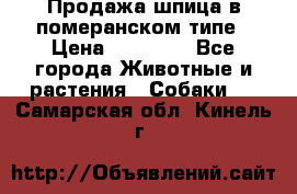 Продажа шпица в померанском типе › Цена ­ 20 000 - Все города Животные и растения » Собаки   . Самарская обл.,Кинель г.